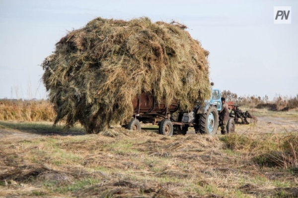 В Павлодарской области перевыполнили план по подготовке корма