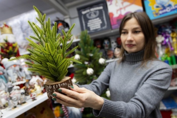 По какой цене сегодня уже можно приобрести живую елку и уступает ли она искусственной?